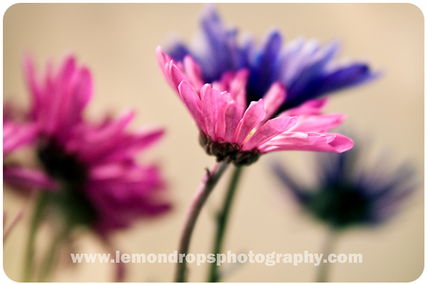 calm pink and blue daisies
